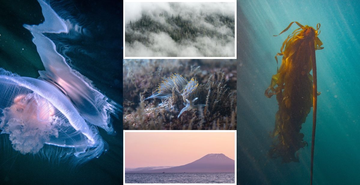 a 5 picture collage. Image 1 is moon jellyfish on dark background. Image 2 is Spruce trees in mist. Image 3 is Opalescent nudibranch. Image 4 is Salmon troller in front of alaskan volcano. Image 5 is Underwater photo of bull kelp.